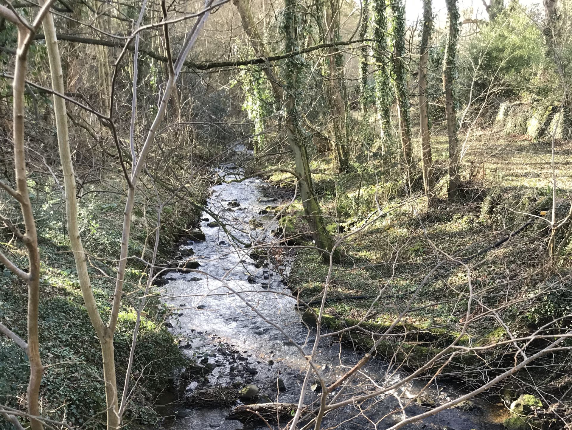 Birkey Burn near St. John Lee